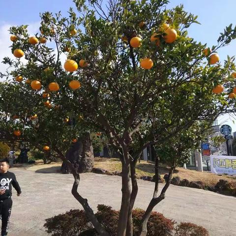 金色济州（一）