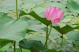 六月的风（三行诗）