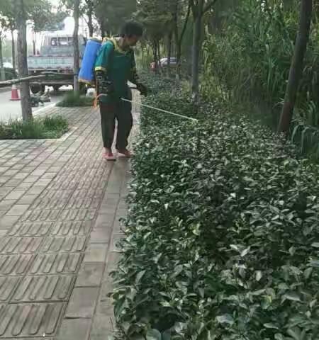 七贤所利用降雨空窗期积极组织标段病虫害防治