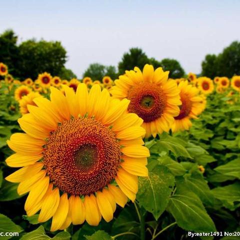 灿烂的向阳花🌼