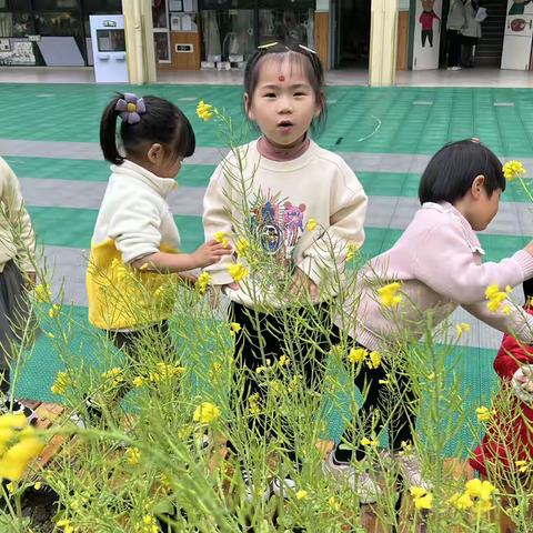 油菜花开了