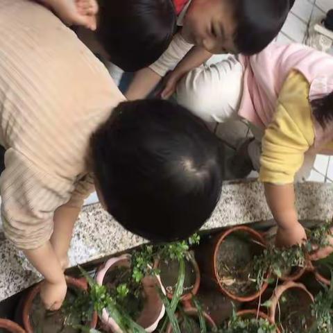 地中海幼儿园小班——豆豆班植树节美篇