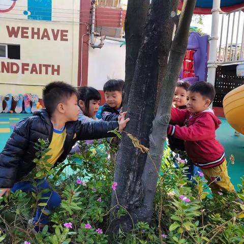 【拜访大树】—我和大树的有趣活动