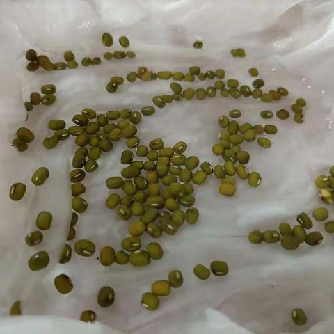 【观察日记】绿豆发芽记