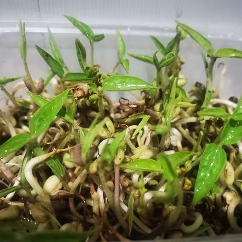 “一颗小豆芽”的生长奇迹