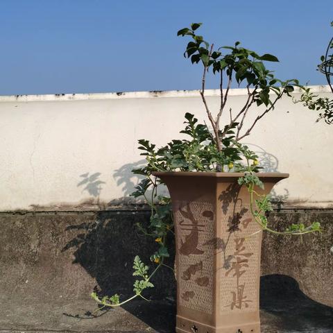 都市空中小小菜园