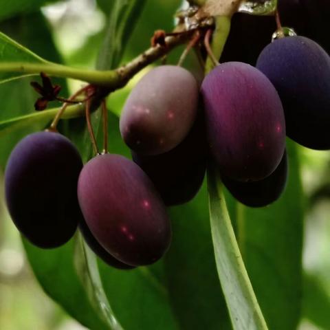 桂花果（此果应为桂花果特此更正）