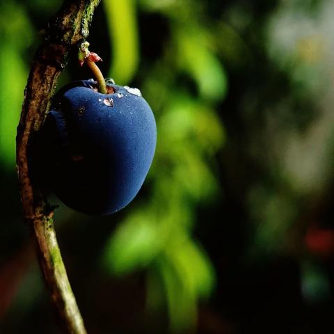 “桂花结子无处觅”