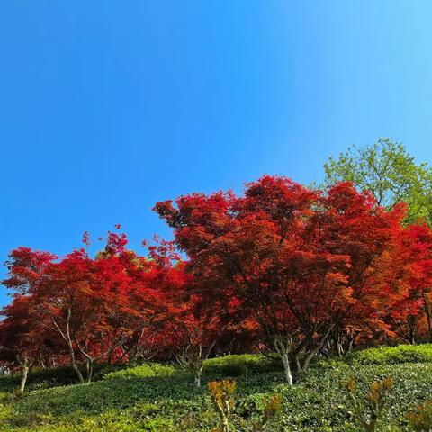 红叶红似火（园博园随拍）