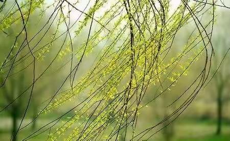 思绪飞扬抒真情，妙笔生花展芳华——尊桥小学举行五、六年级现场作文比赛活动