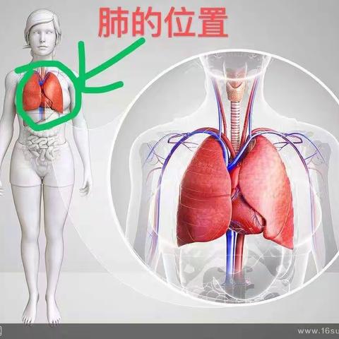 #中医分析感冒，发烧，咳嗽的原理