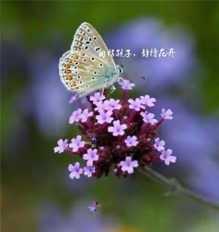 心守一抹暖阳，静待一树花开