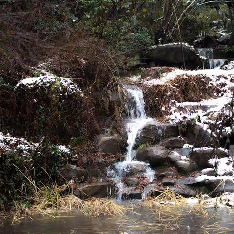 虎年春雪