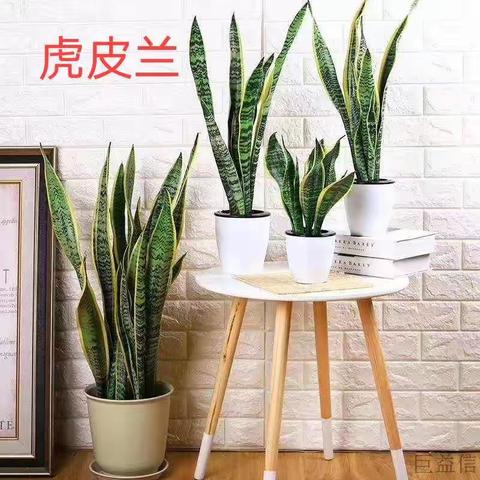 虎皮兰寓意什么，日常怎么养护——芳草花艺来告诉你