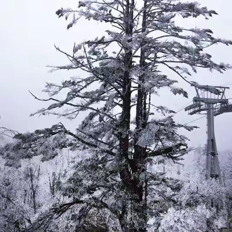 二郎山的雾淞