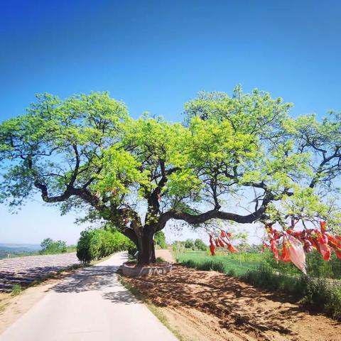 “田家少闲月，五月人倍忙”——丈八镇人居环境整治工作不停歇