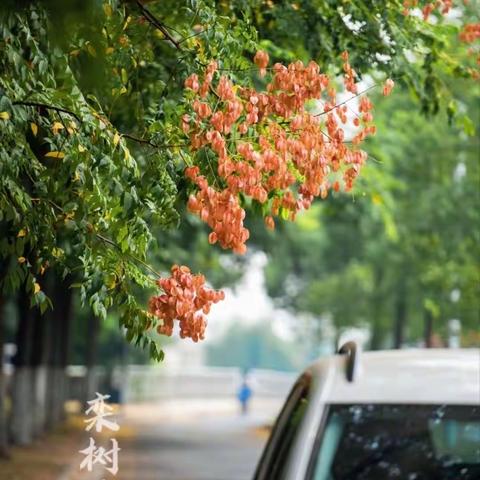 深秋风雨中最美的风景线！记育英德景园小学22班爱心家长护卫队