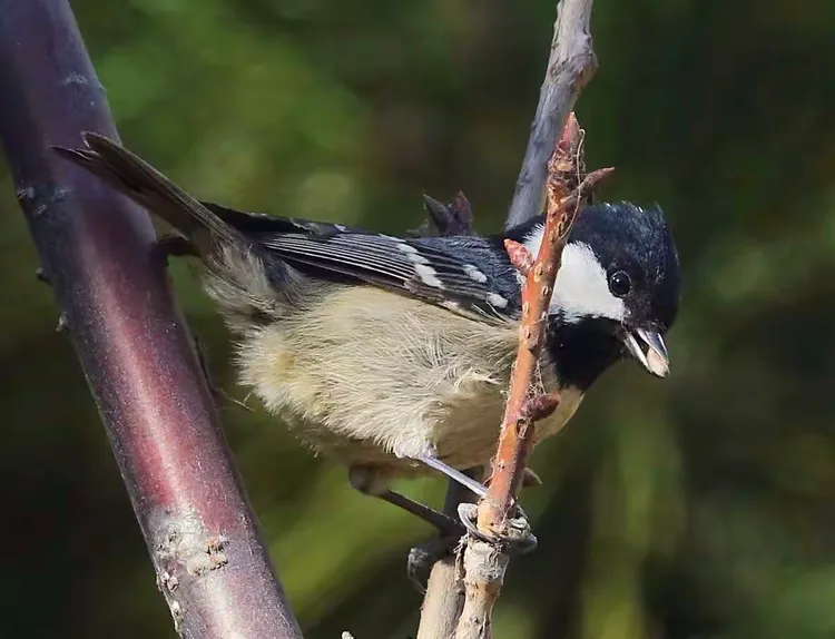 贝子（山雀）-龙口东海拍摄
