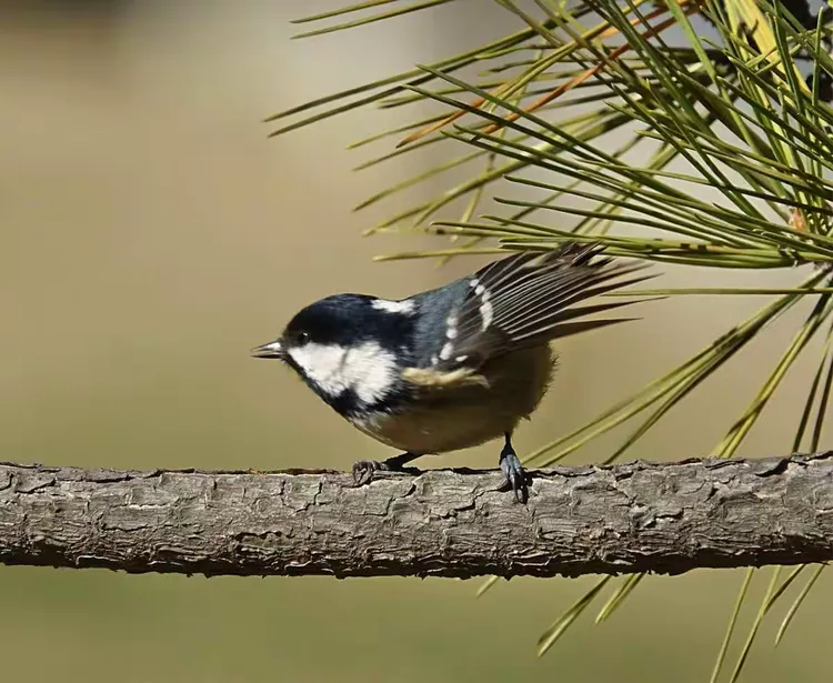 贝子（山雀）-龙口东海拍摄