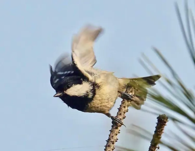 贝子（山雀）-龙口东海拍摄