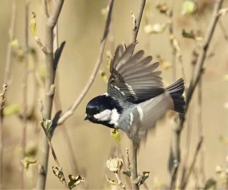 贝子（山雀）-龙口东海拍摄