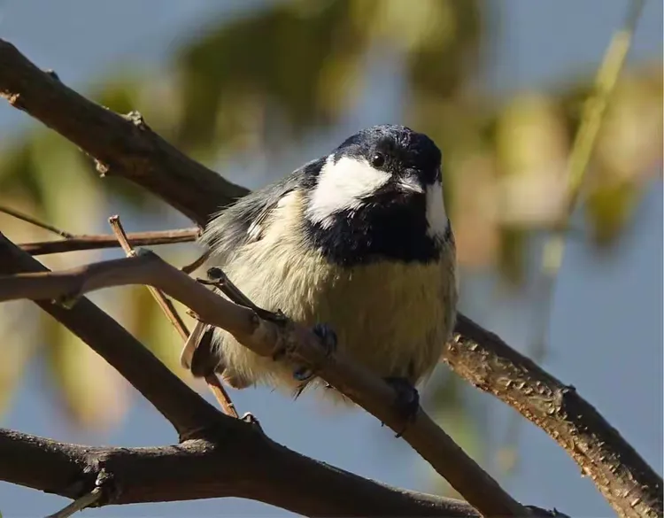贝子（山雀）-龙口东海拍摄