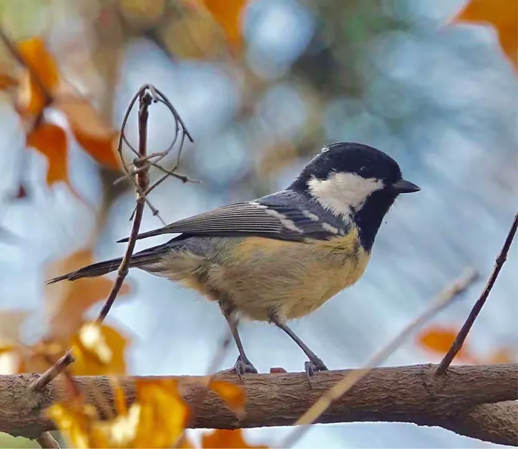 贝子（山雀）-龙口东海拍摄