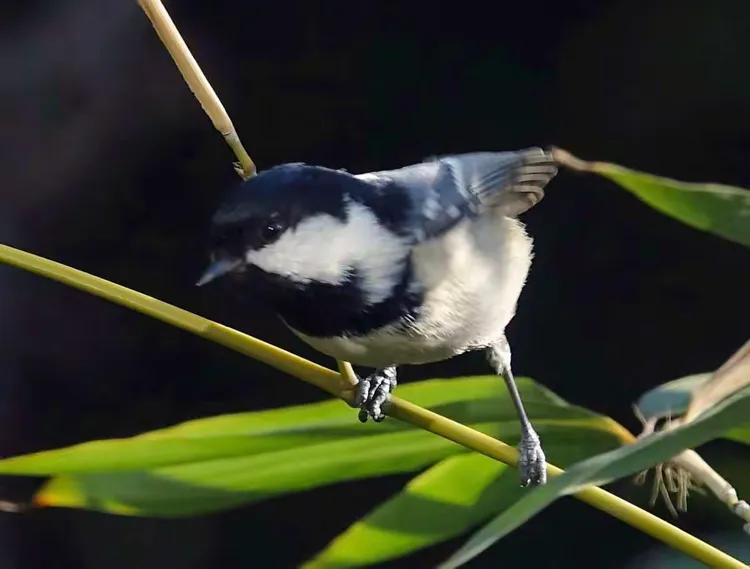 贝子（山雀）-龙口东海拍摄