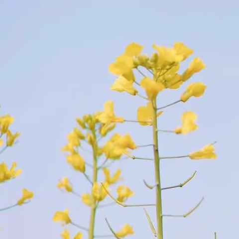 凝心聚力，共育花开——江东中心小学家长委员会代表大会