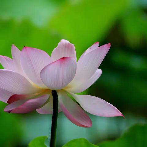 崇清尚廉 清风校园                          ——侯马特教开展清廉学校系列活动