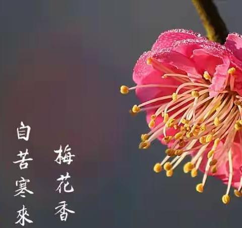 梦如夏花绚烂，搏比冬寒梅香。——七年级充实多彩的寒假生活