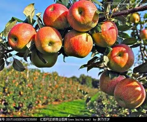 收获金秋，赢在终点——六年二班采摘节