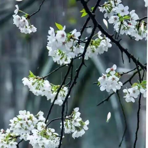 学不止步，共待花开——梅花中心小学教师线上教学