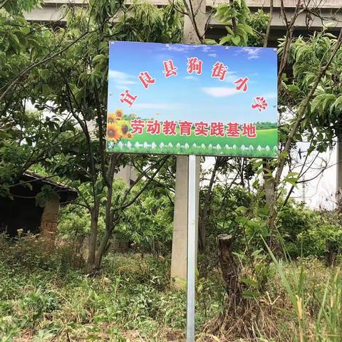 【扣好人生第一粒扣子，做有担当的少年】——宜良县狗街小学走进劳动教育实践基地活动纪实