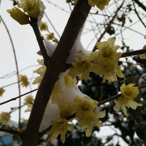 雪落无声 香满乾坤