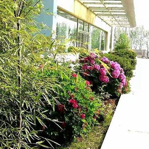 大连高新诗文同题诗“竹”