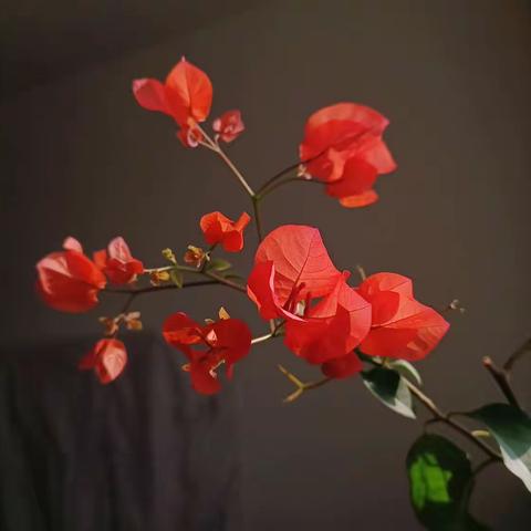 我手机里的三角梅和杜鹃花