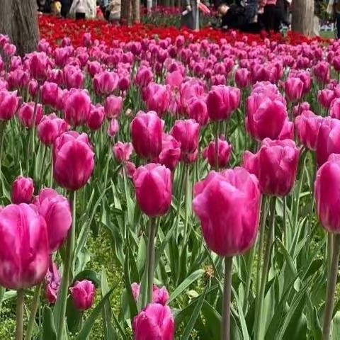 郁金香的海洋—南京中山植物园 2023年3月