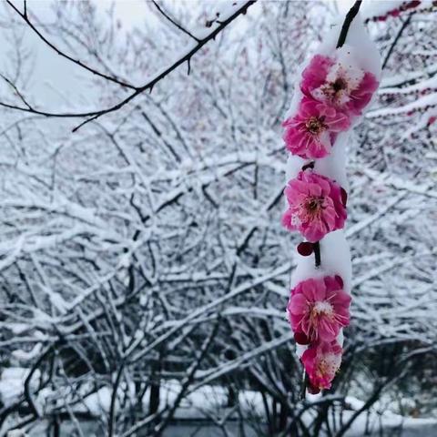 雪后的南京梅花山