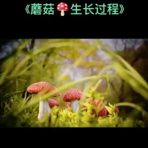 亲子活动：认识蘑菇