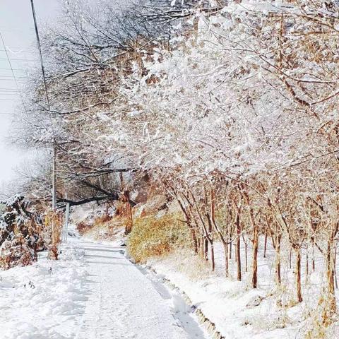 府君庙中学雨雪天安全出行提示