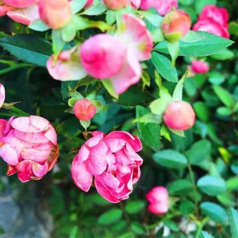 花儿，开在细枝末节里