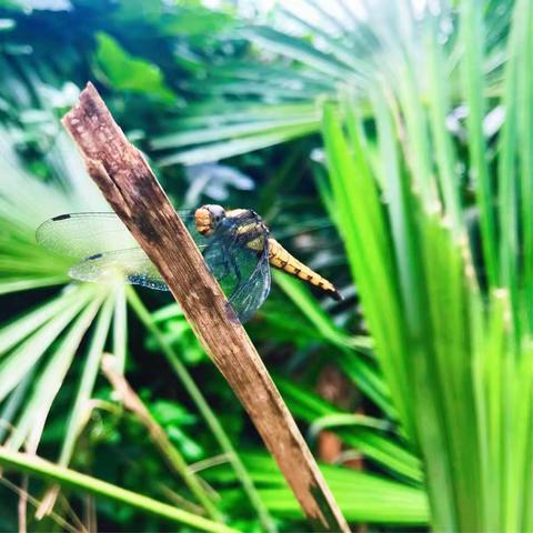 离离暑云散，袅袅凉风起； 唯此闲寂境，惬我幽独意。