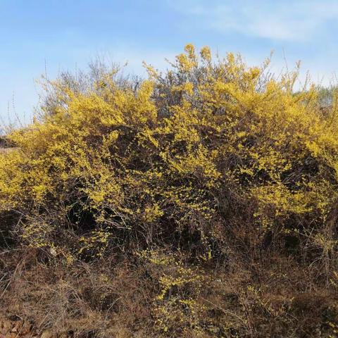 春天防火护林保护青山绿水，爱生活