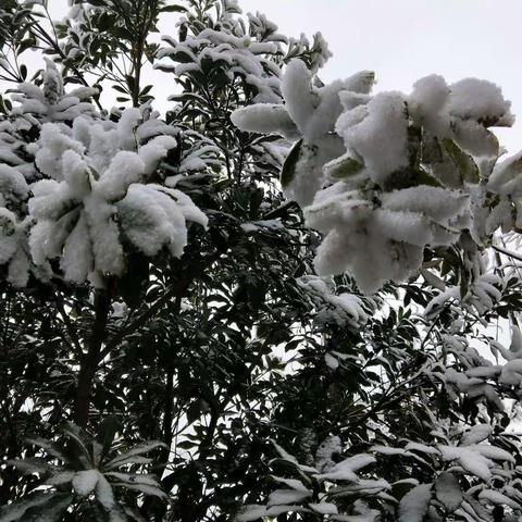 初雪