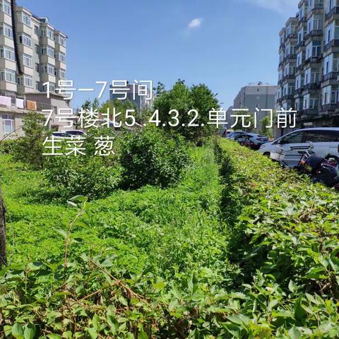 金地，兴盛小区绿地种植现状