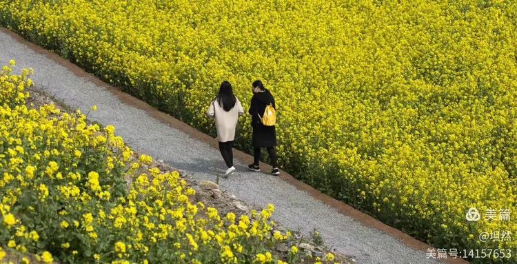 2021年金银花的价格怎么样