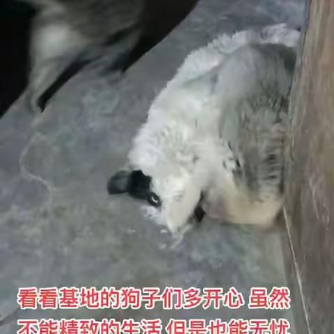 无忧无虑的毛孩子们