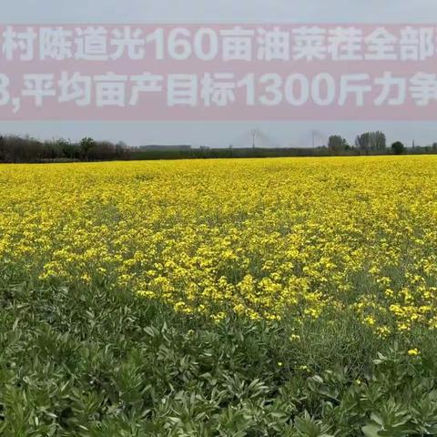 要在这160亩油菜茬地里打造玉米高产田！