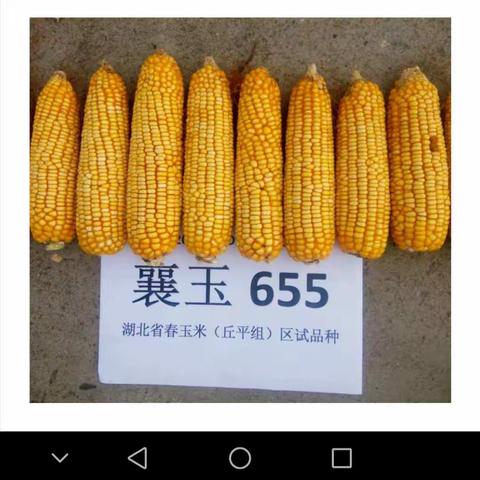 襄玉655，高稳抗适优！